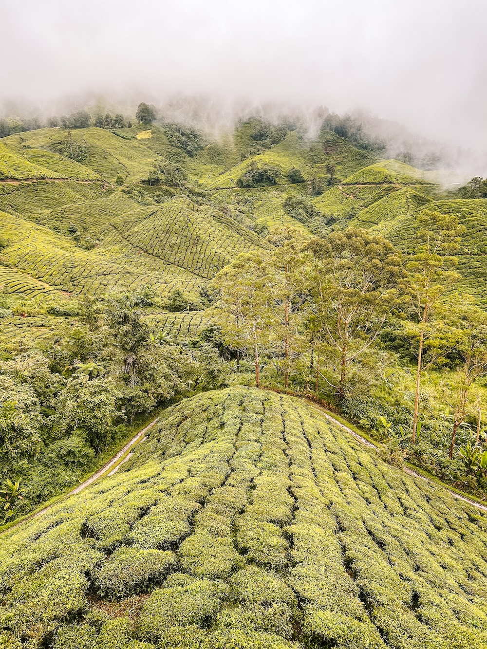 BOH Sungai Palas Tea Centre Cameron Highlands