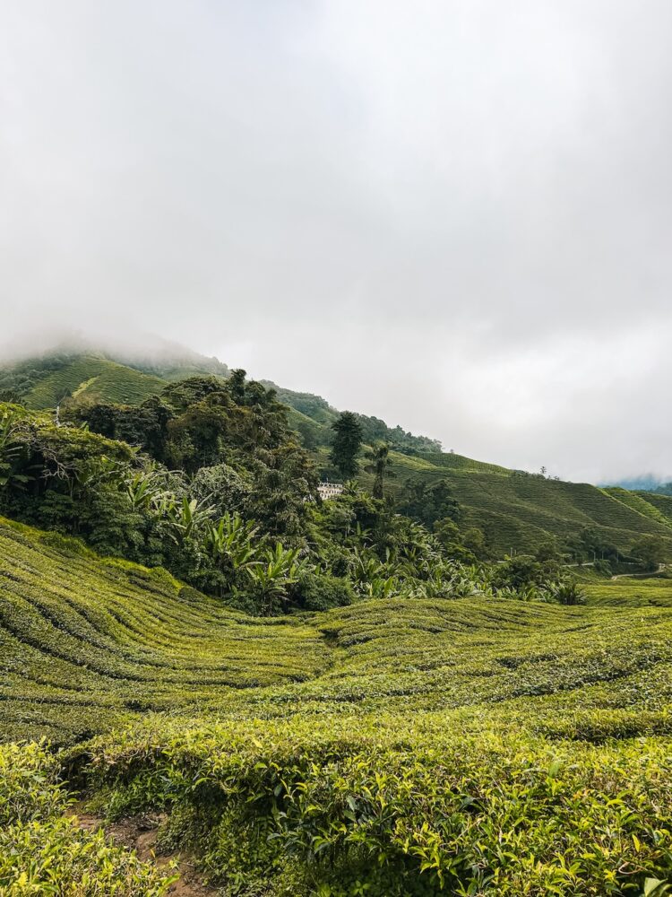 BOH Sungai Palas Tea Centre, Tanah Rata