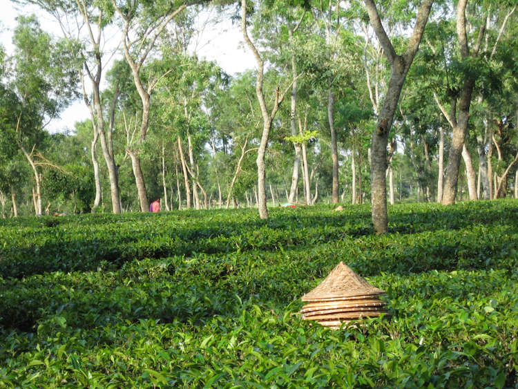 Backpacken Bangladesh theeplantage