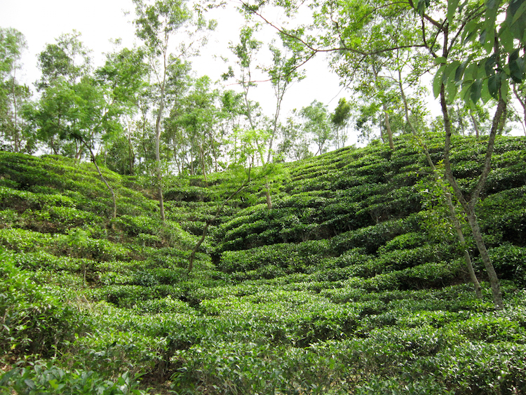 Backpacken Bangladesh theeplantages