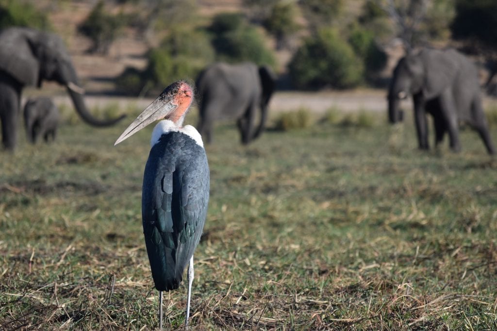 Backpacken Botswana vogels spotten