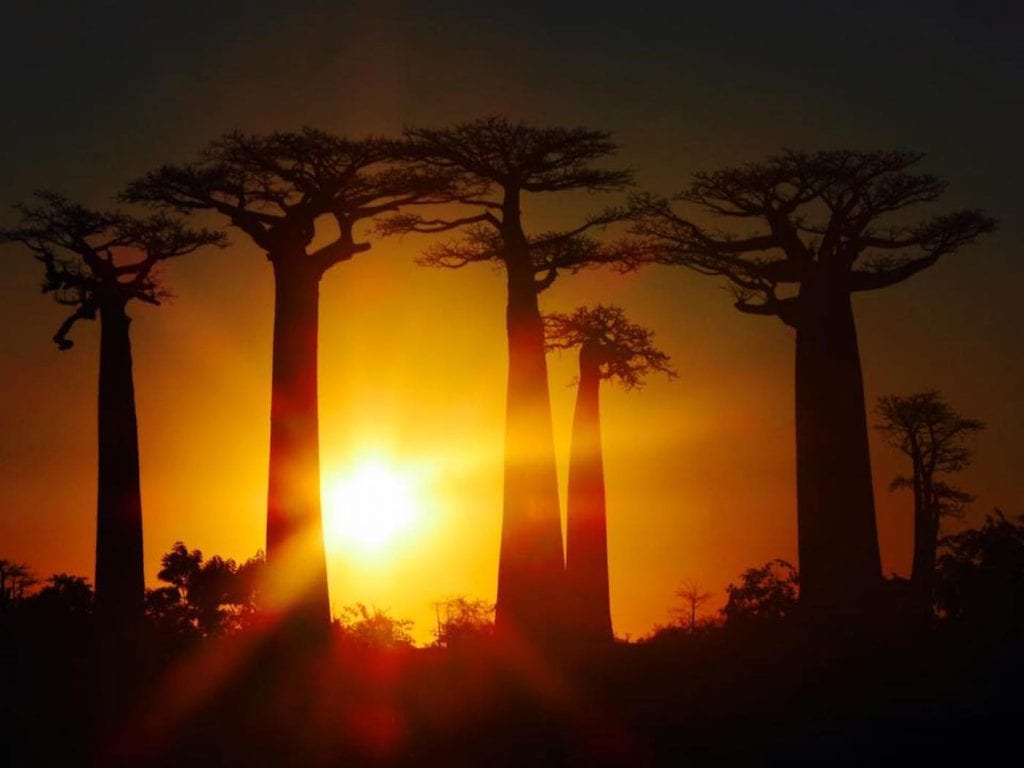 Backpacken Madagascar baobab zonsondergang