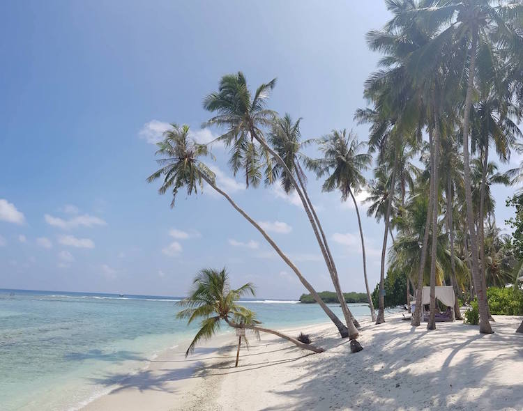 Backpacken Malediven palmbomen