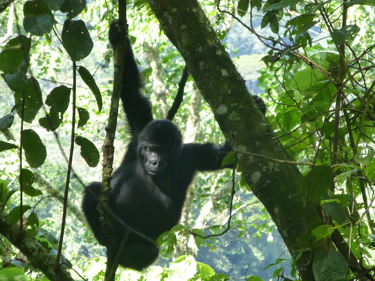 Backpacken Oeganda berggorilla’s