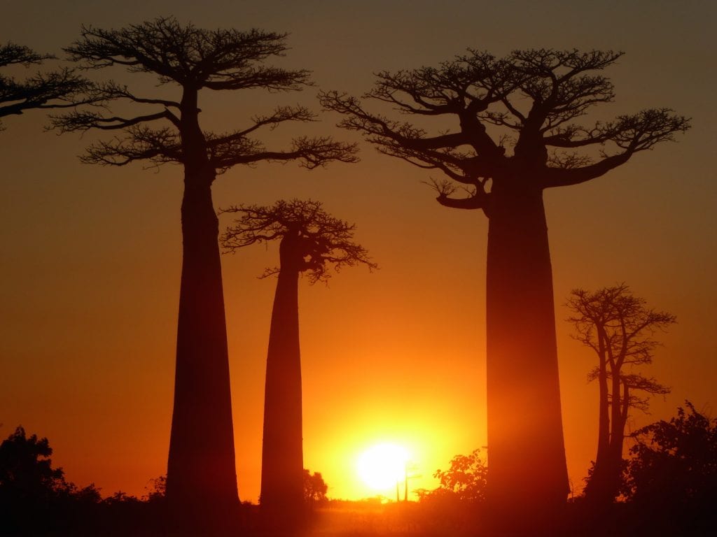 Backpacken in Madagascar de baobab bomen