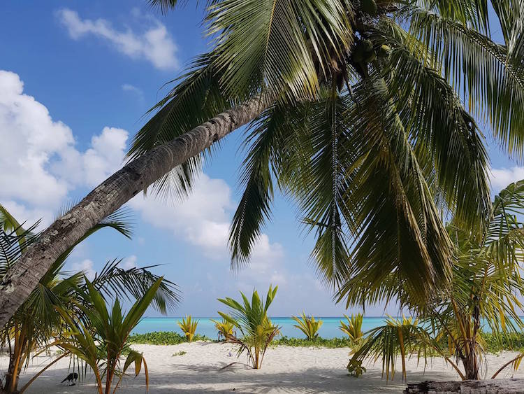 Backpacken in Malediven palmbomen strand