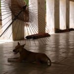 Bagan tempel honden