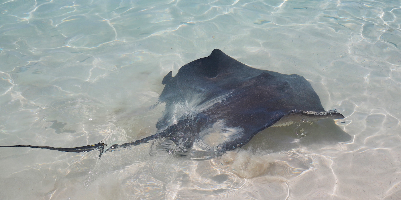Bahamas rog