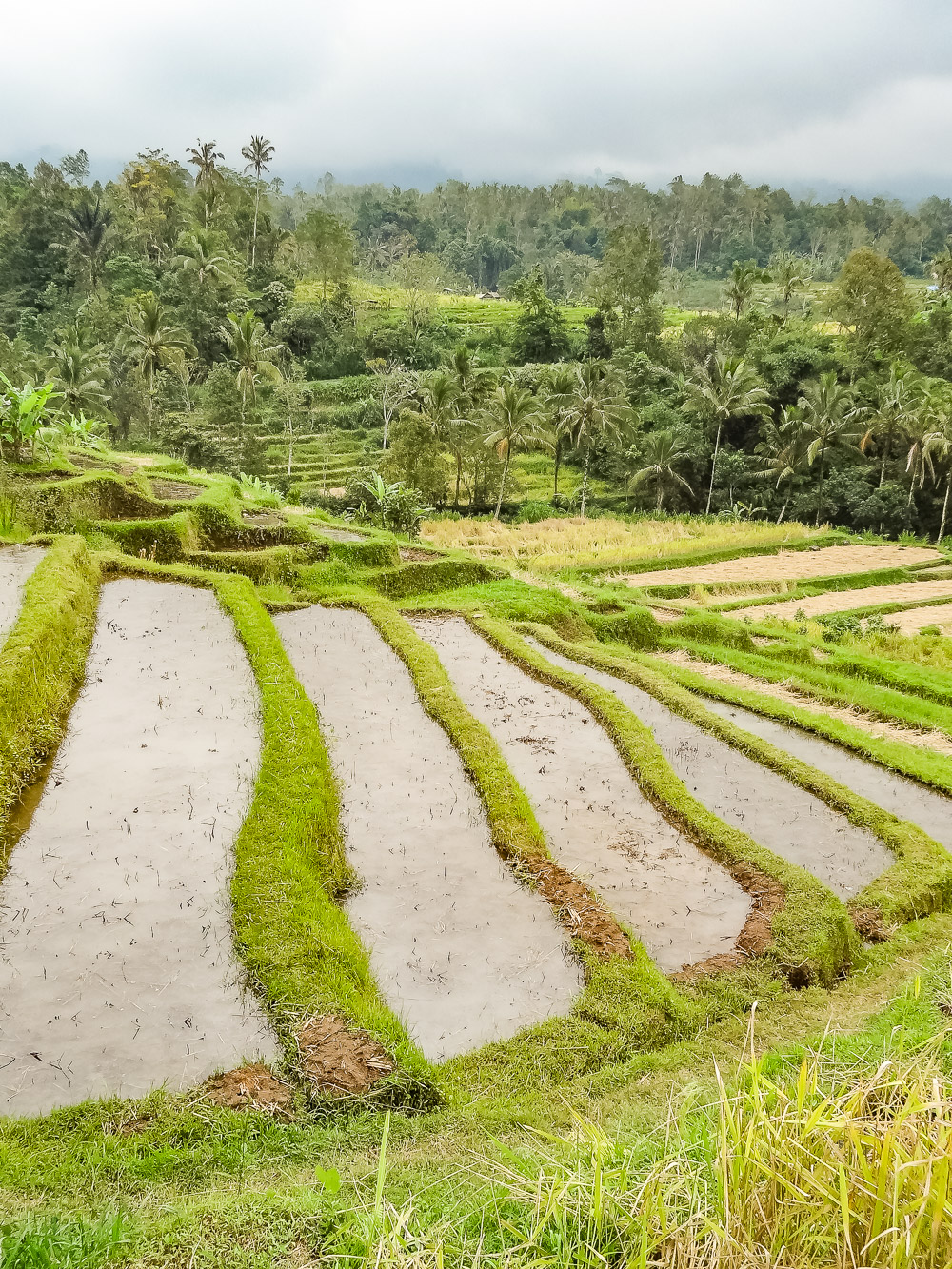 Bali Bezienswaardigheden rijstvelden