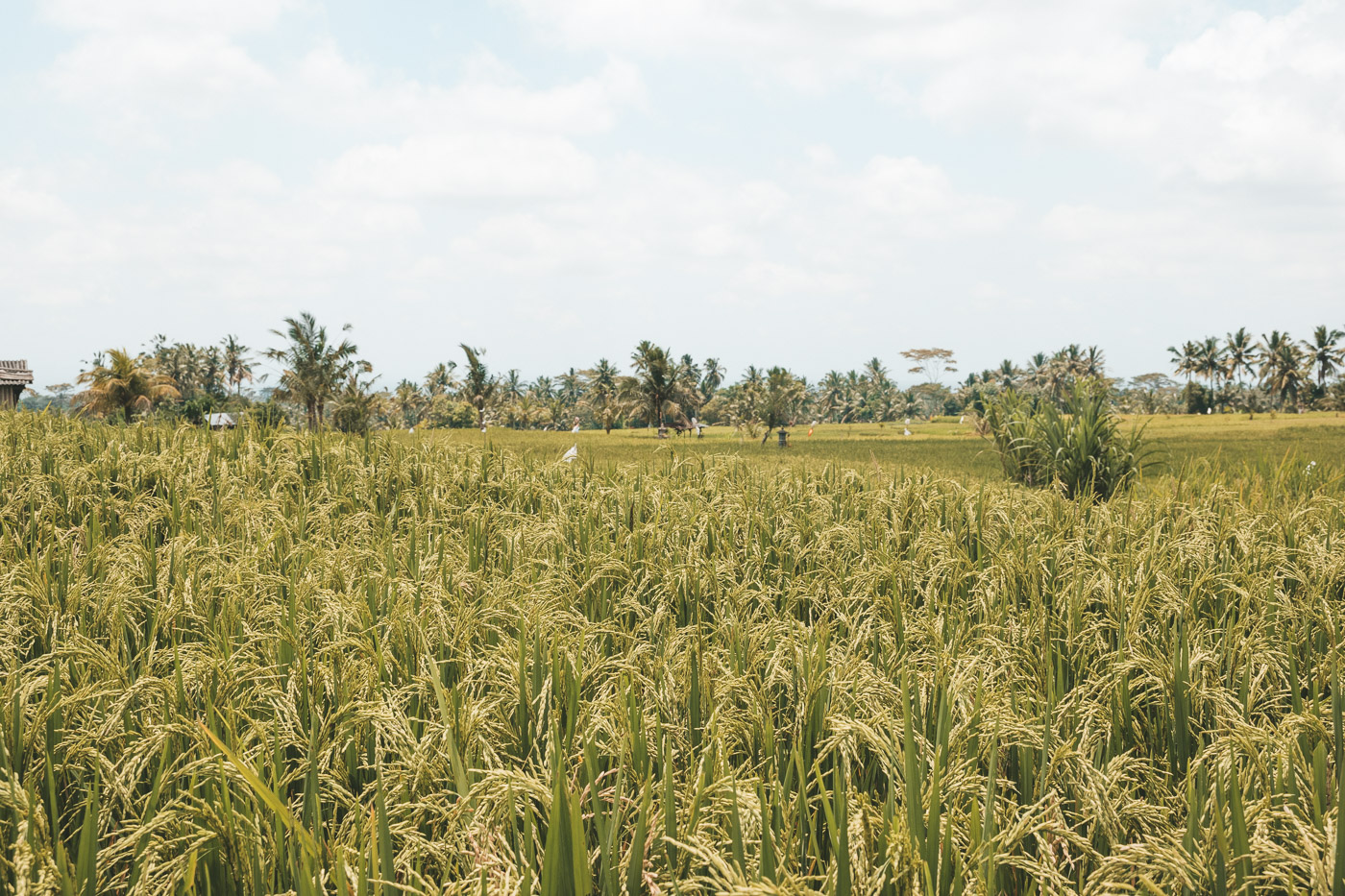 bezienswaardigheden Bali reisroute tips ubud