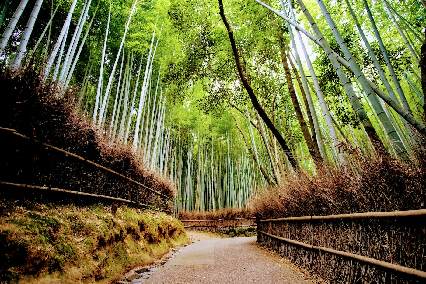 Bamboebos Kyoto bezienswaardigheden
