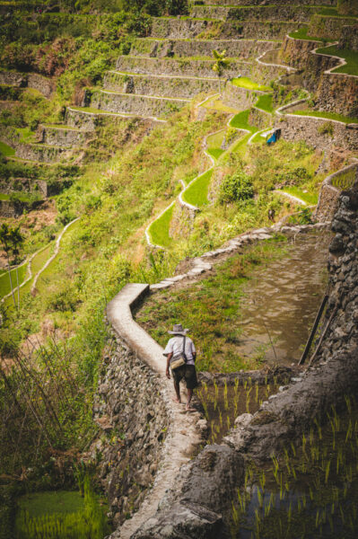 Hiker walking along a stone wall beside flooded green rice terraces on a hillside.