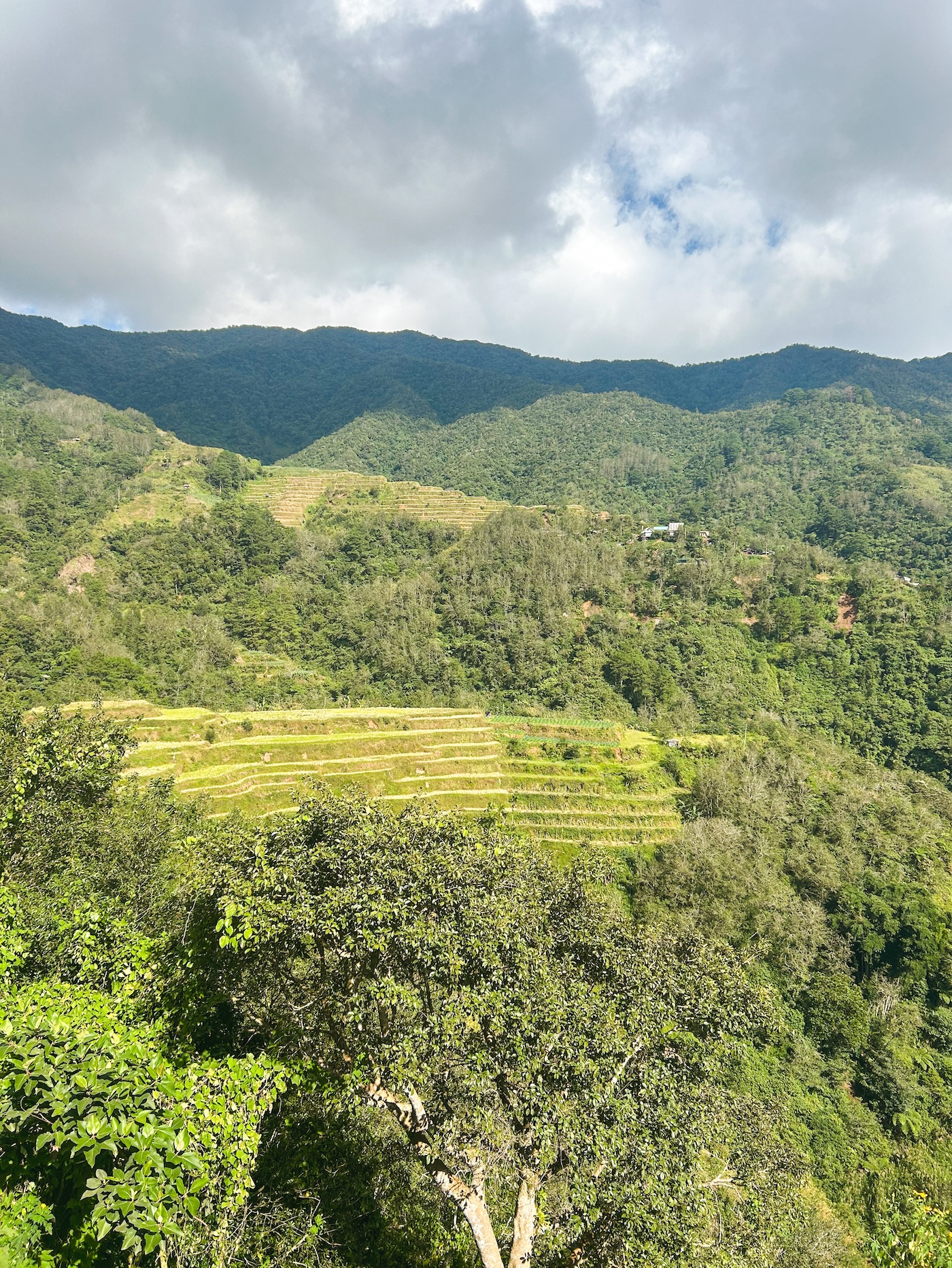 Banaue rijstvelden