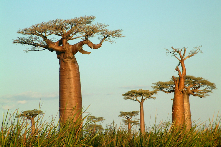 Baobab bomen madagascar