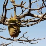 Baobab eten gambia