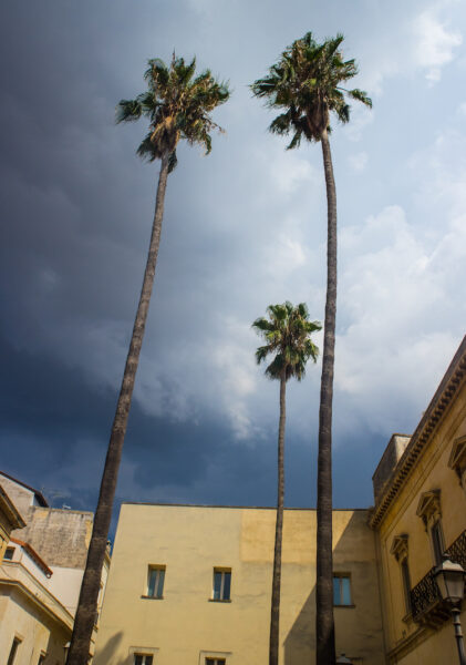 Bari-italie-palmbomen