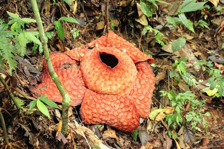 Batu Katak Raflessia grootste bloem jungle Sumatra