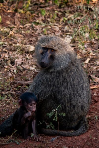 Baviaan Akagera bezienswaardigheden Rwanda