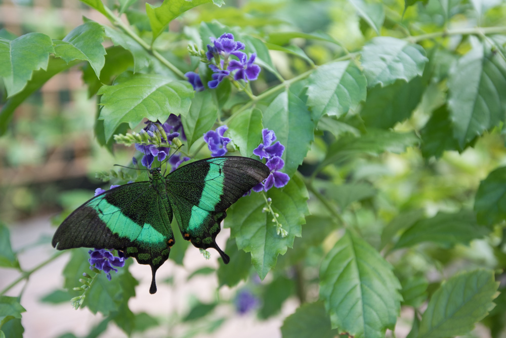 Bezienswaardigheden Aruba vakantie tips vlindertuin