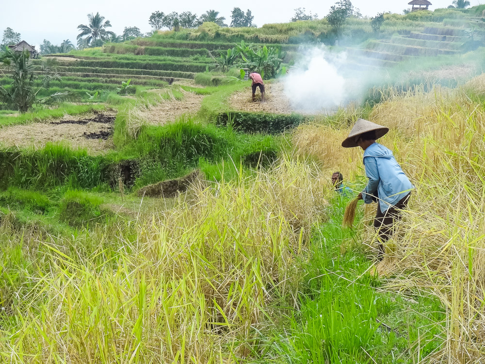 Bezienswaardigheden Bali rijstvelden