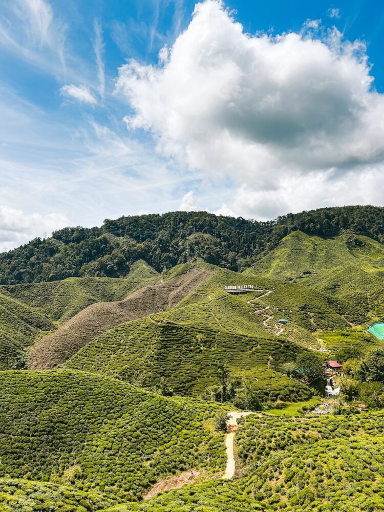 Bharat Tea Plantations landschap