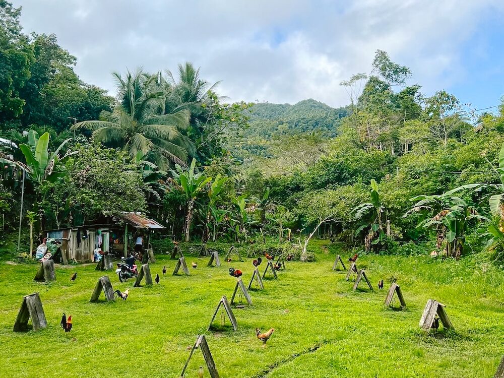 Binnenland van het eiland Siquijor