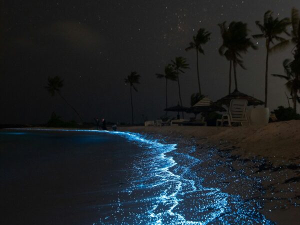 Bioluminescent bay