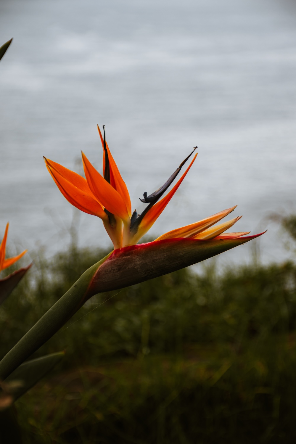 Bird of Paradise, nationale bloem Madeira