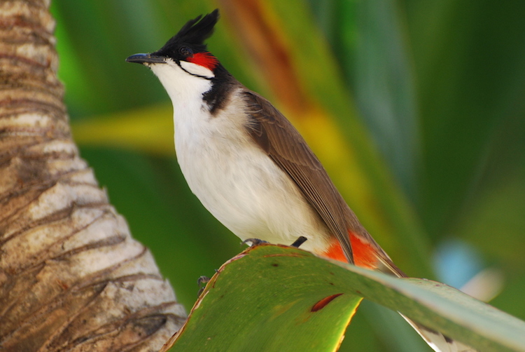 Birdwatching Madagascar eiland
