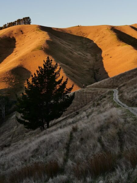 Blenheim Rotary Lookout Track