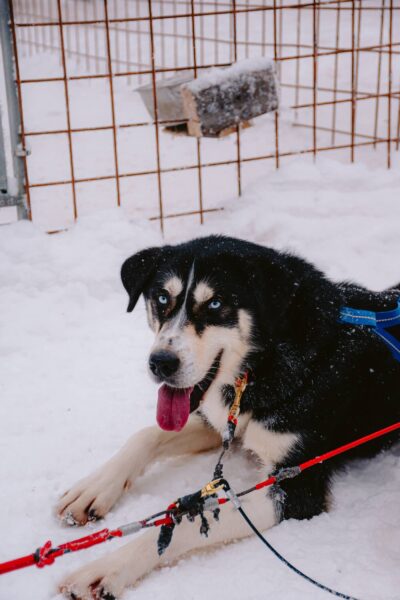 Blijde sledehond in Kuusamo