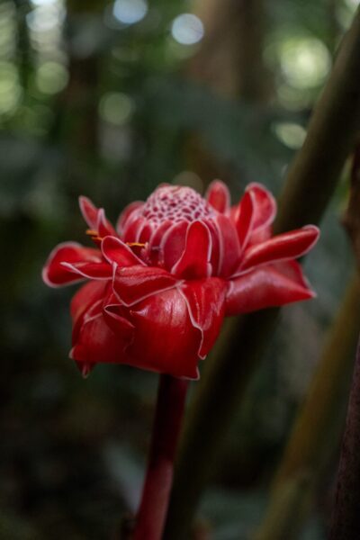 Bloem in bioparque, Lake Yojoa