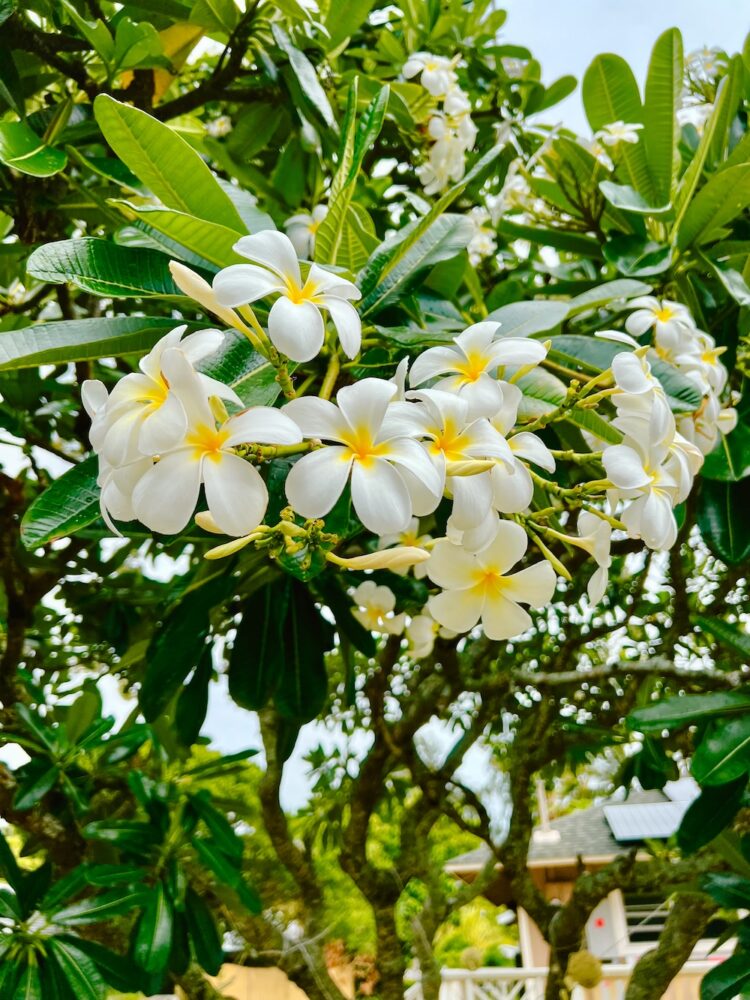 Bloemetjes Waikiki Beach