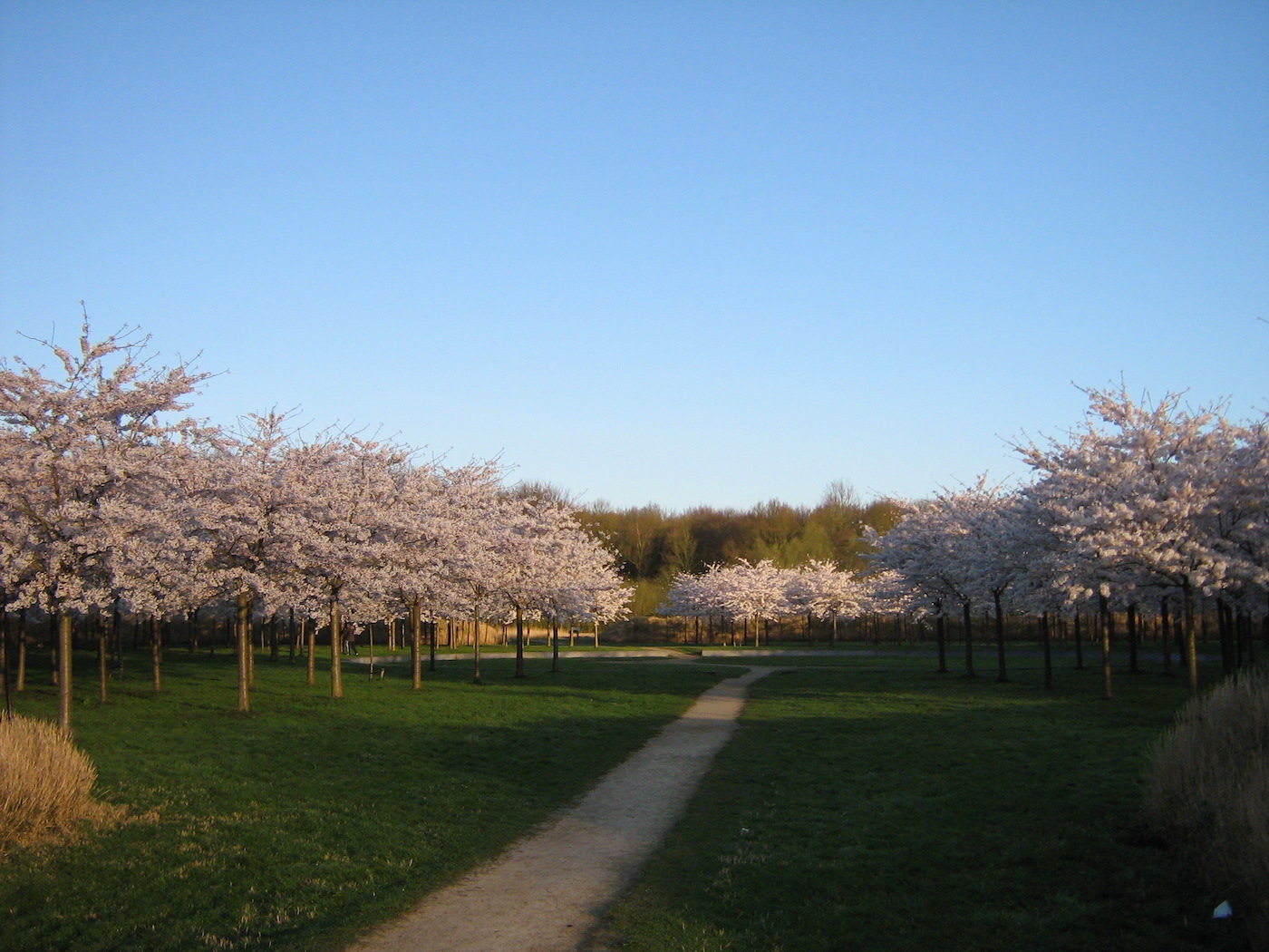 Bloesem in Nederland