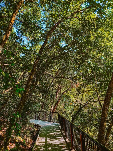 Boardwalk Daintree Forest