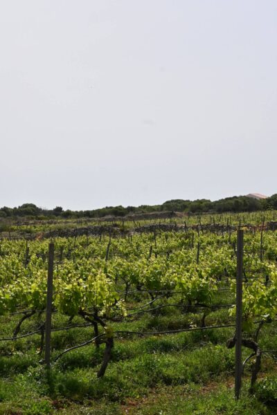 Bodegas Binifadet wijngaarden