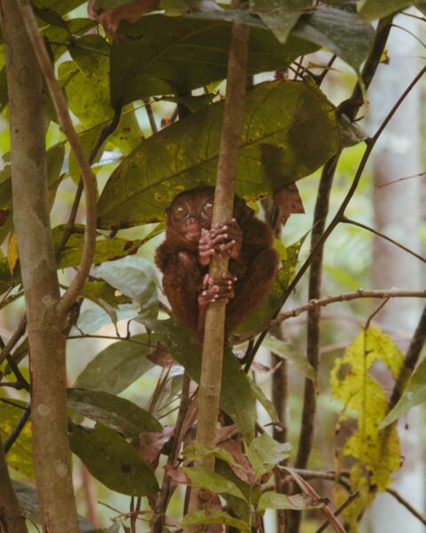 Tarsier Bohol