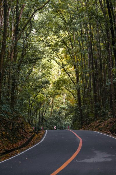 Bilar Man Made Forest Bohol