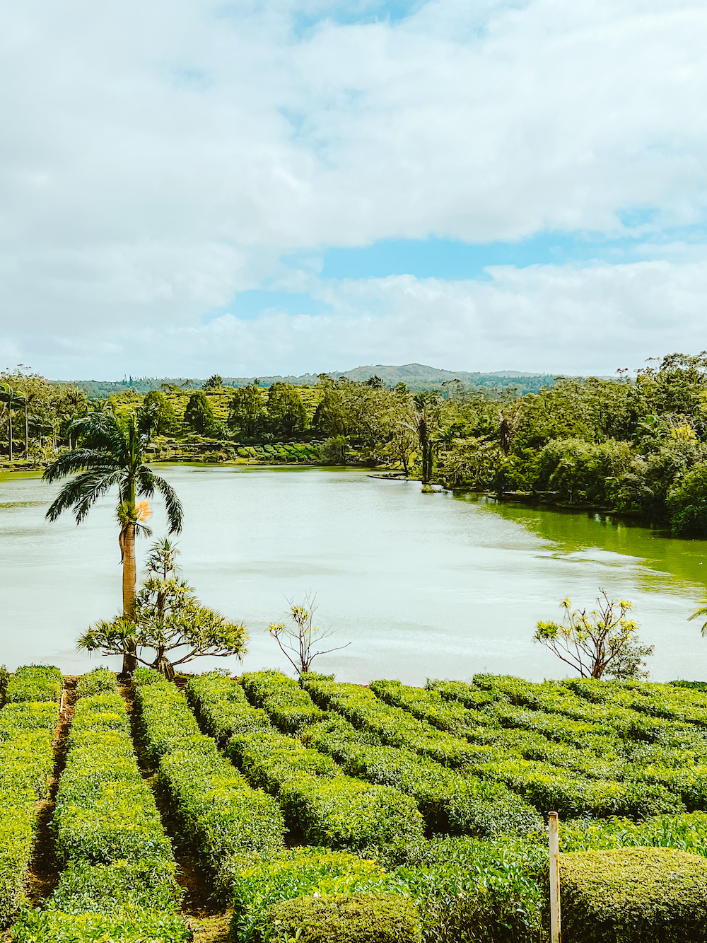 Boi Cheri Mauritius