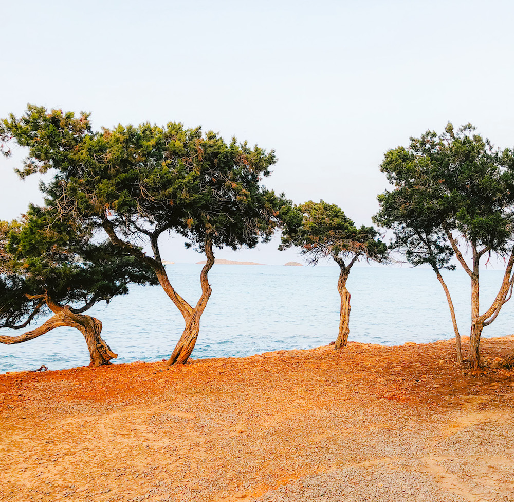 Bomen op Ibiza