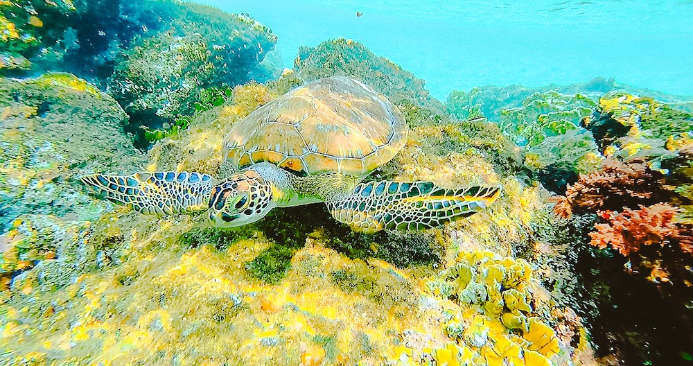 Bonaire National Marine Park, schildpad