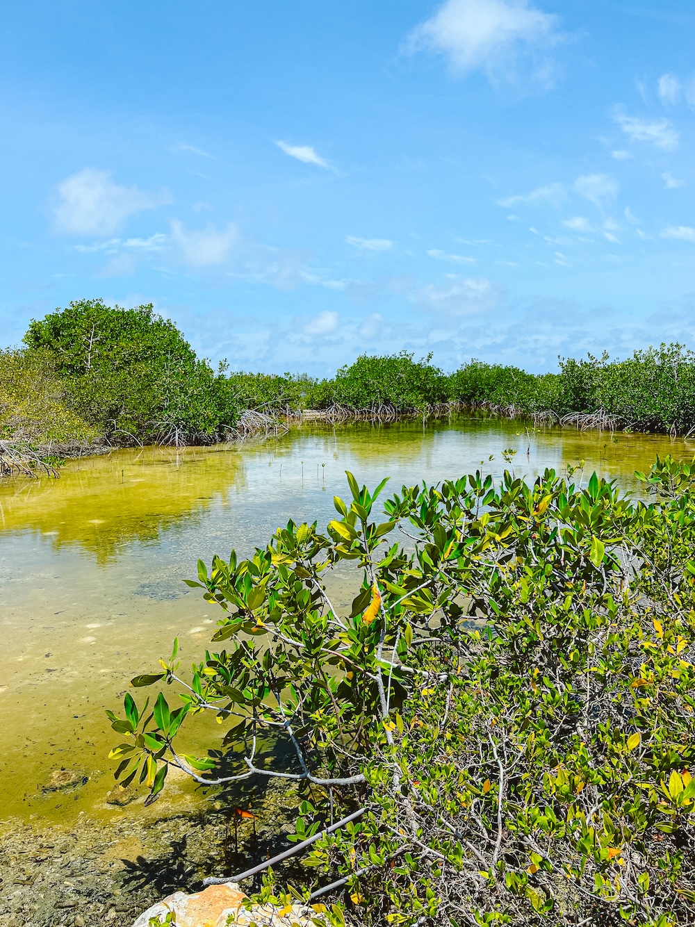Bonaire natuur, mangrove