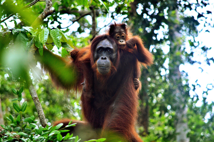 Borneo Jungle