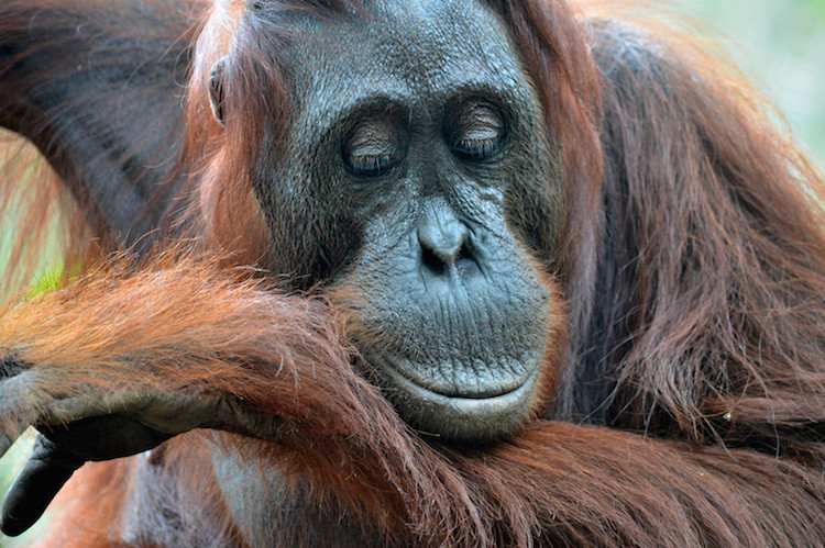 Borneo Orang-Oetan Jungle_1