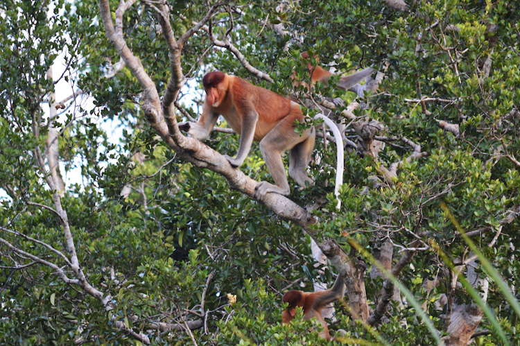 Borneo dieren_neusaap