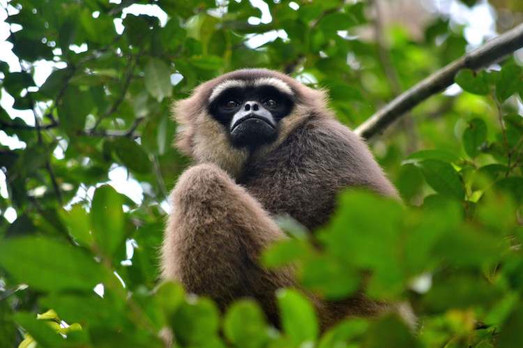 Borneo jungle dieren_gibbon