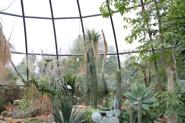 Botanische tuin zurich