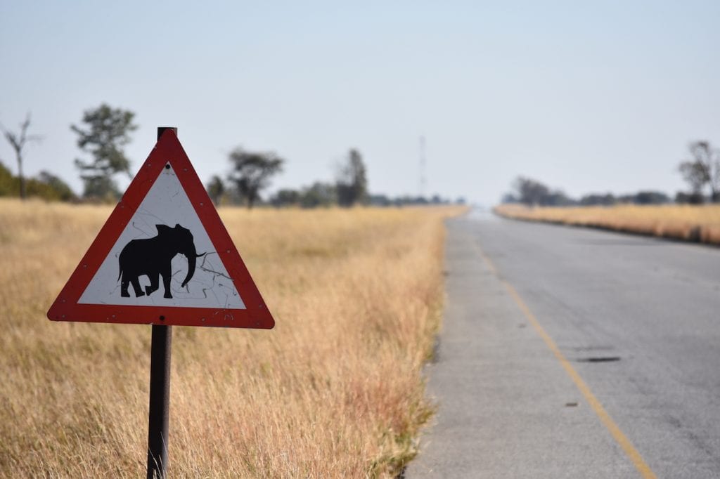 Botswana backpacken pas op voor overstekende olifnaten