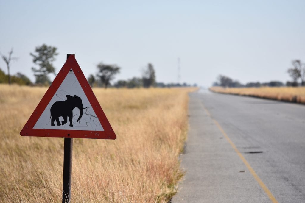 Botswana backpacken pas op voor overstekende olifnaten