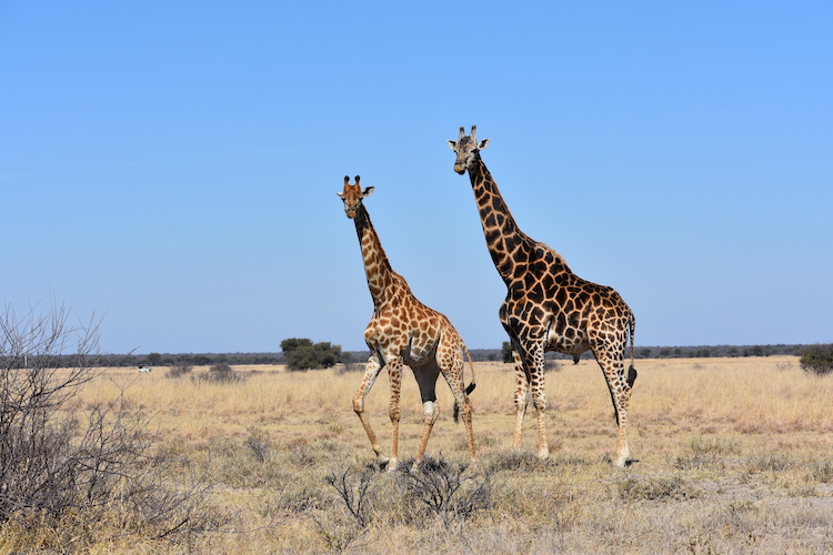 Botswana giraffe